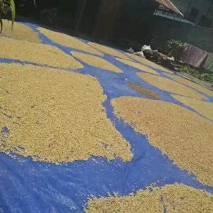 Sample Green Beans Baliem Arabica Coffee